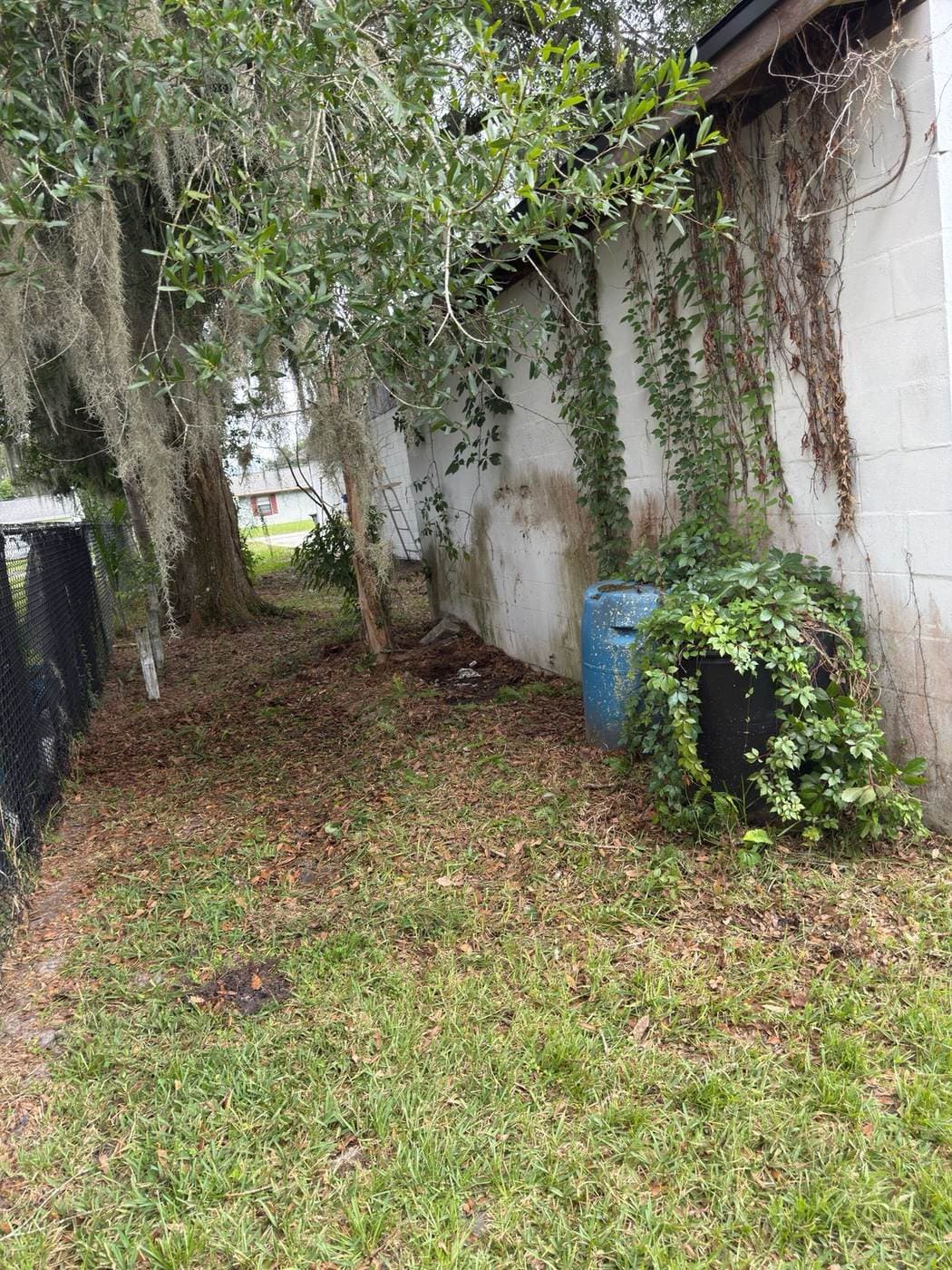 Cleared side yard walkway after cleanout